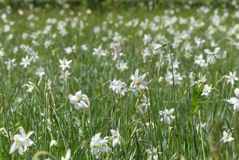 Poiana Narciselor Sercaia