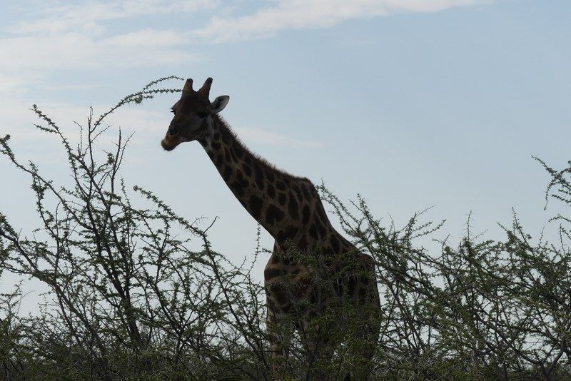 Girafa