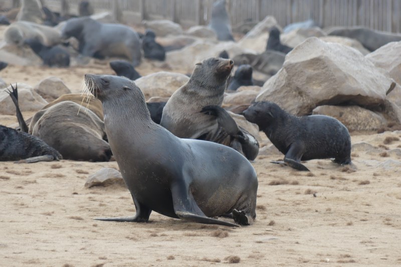 Cape Cross seals