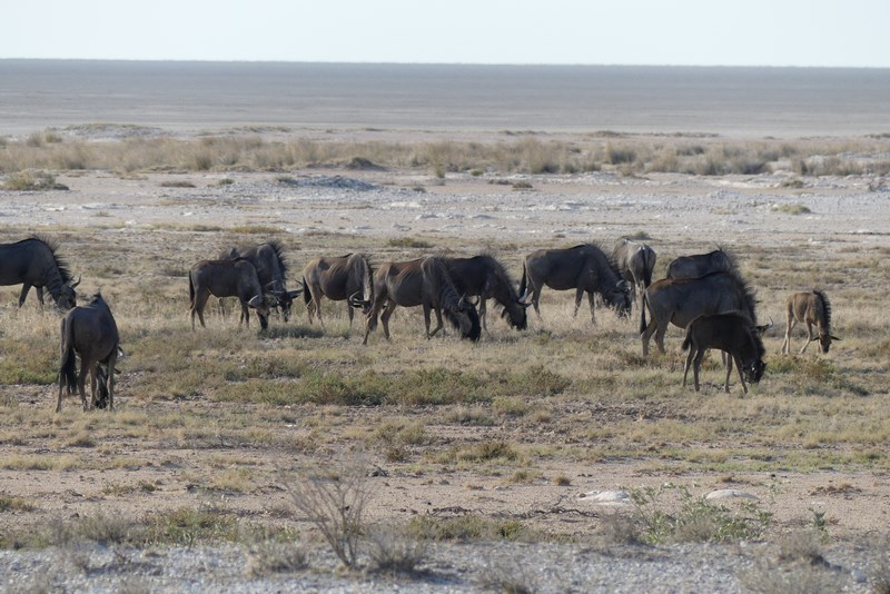 Antilopa gnu