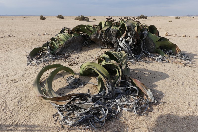 . Welwitschia Mirabilis