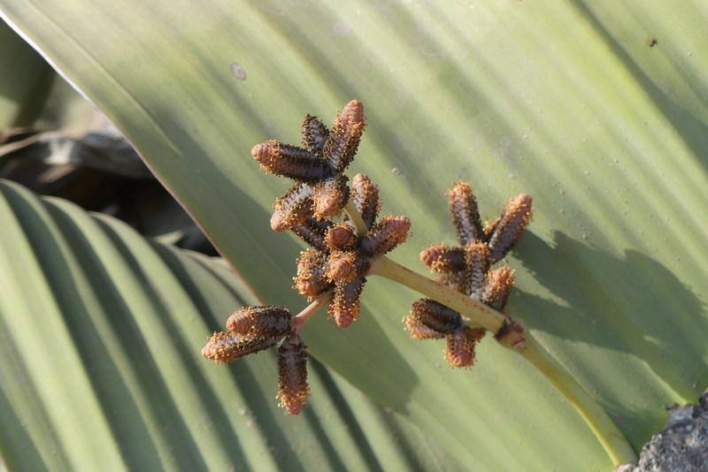 Fructe Welwitschia