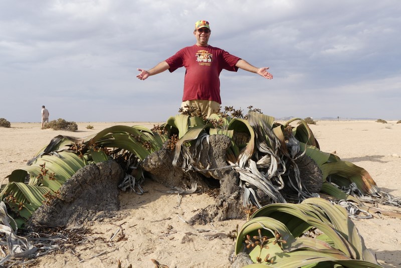 . Welwitschia Mirabilis Namibia