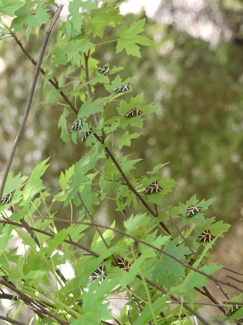 Fluturi Rhodos