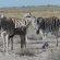 Parcul National Etosha