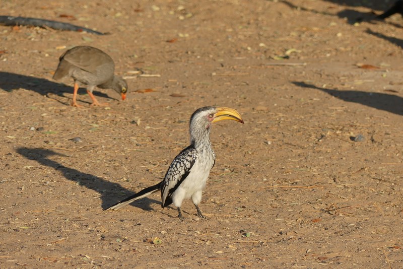 Pasare africana