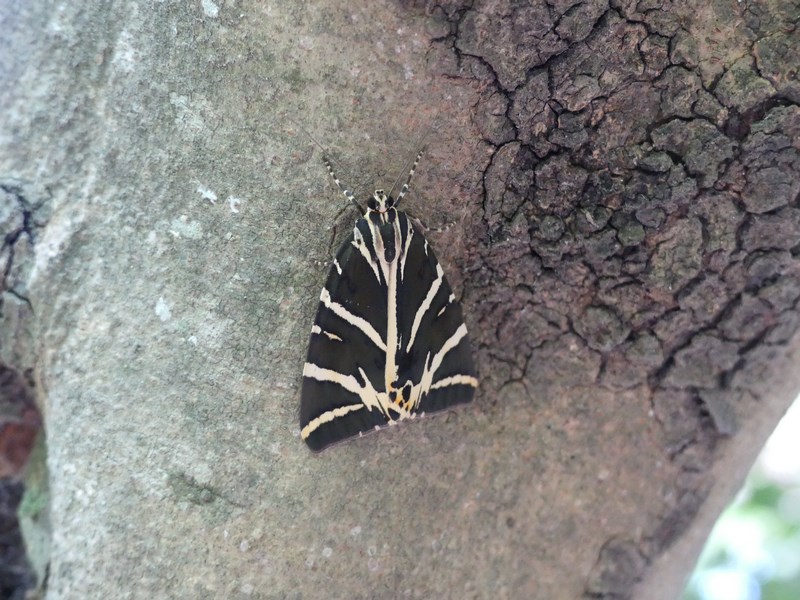 Fluturi Rhodos