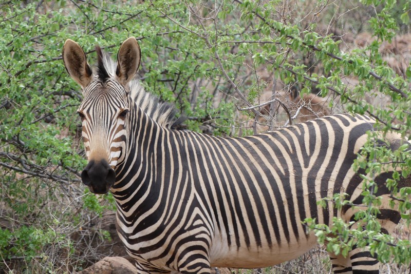 Zebra