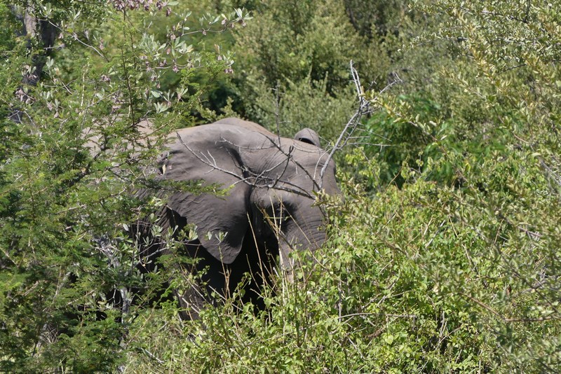 Elefant