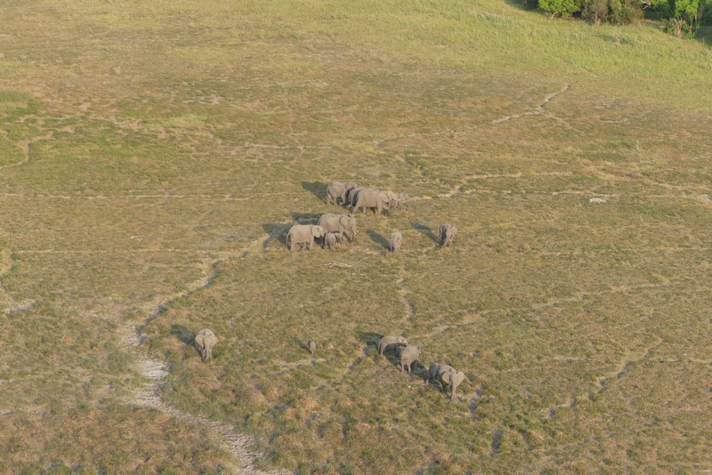 Elefanti Botswana