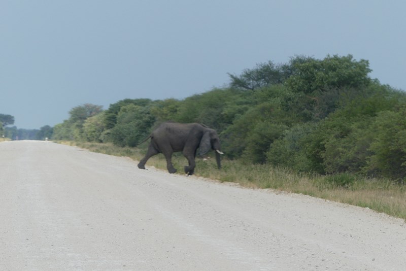 Elefant pe sosea