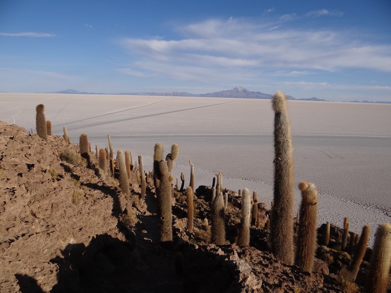 Insula cu cactusi