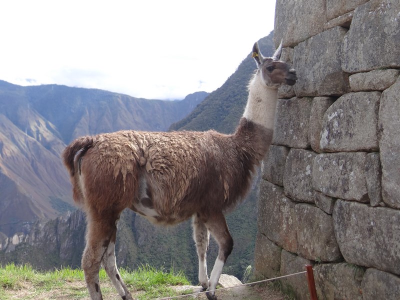 . Lama la Machu Picchu