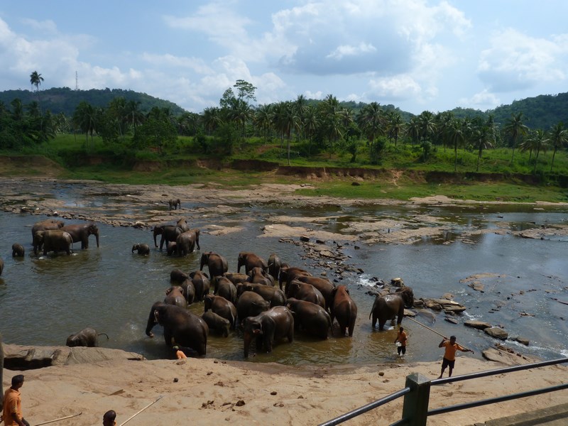 Pinnawala