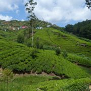 Plantatii ceai Sri Lanka