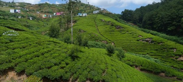 Plantatii ceai Sri Lanka