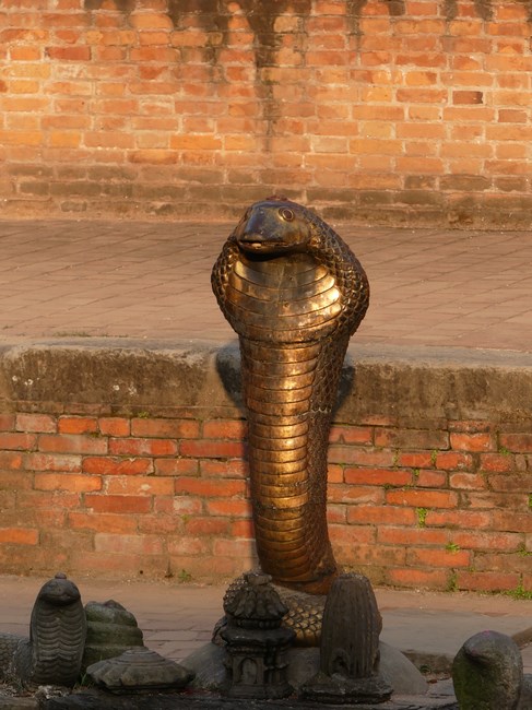 Cobra