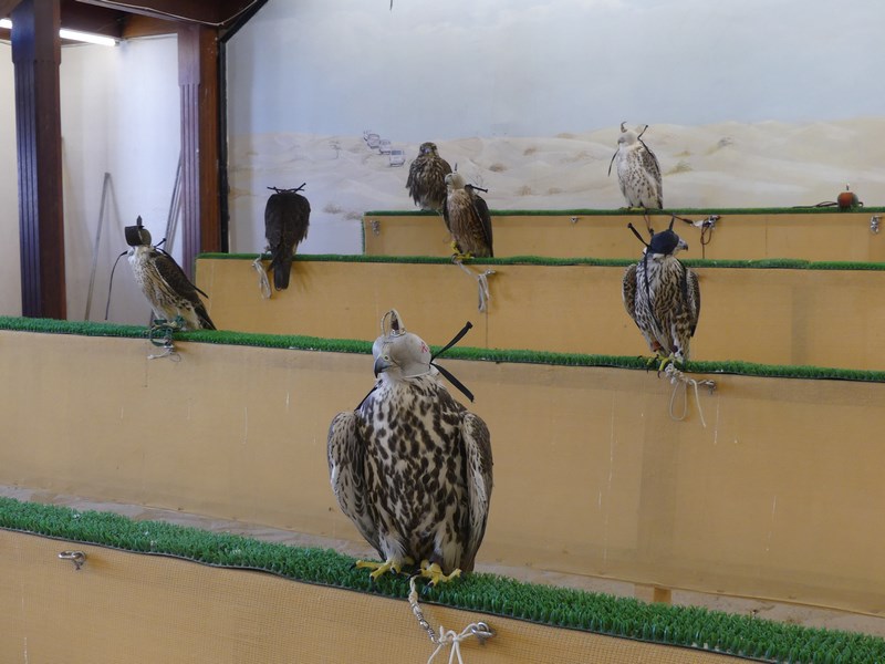 Piata de soimi Doha