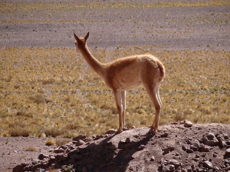 Alpaca Chile