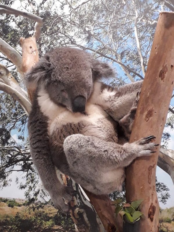 Koala