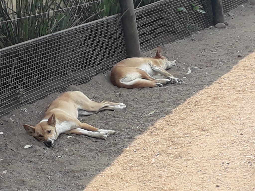 Caini dingo