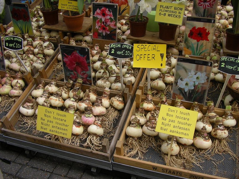 Piata de flori Amsterdam