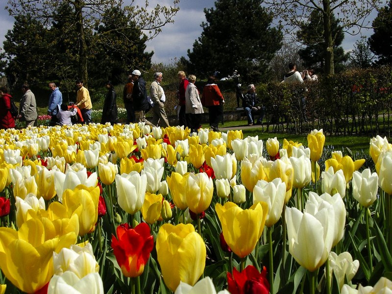 Keukenhof