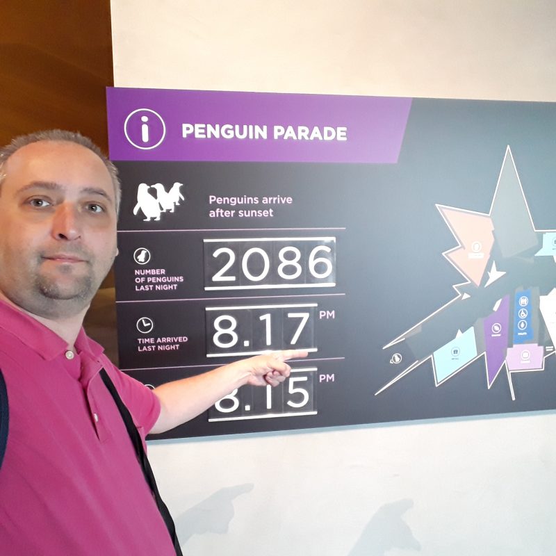 Orar pinguini