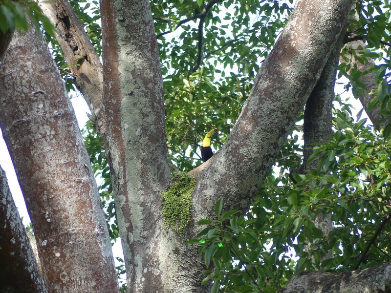 Tucan Minca