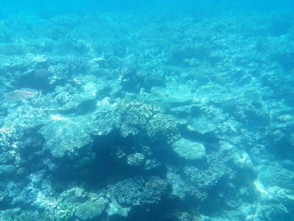Corali