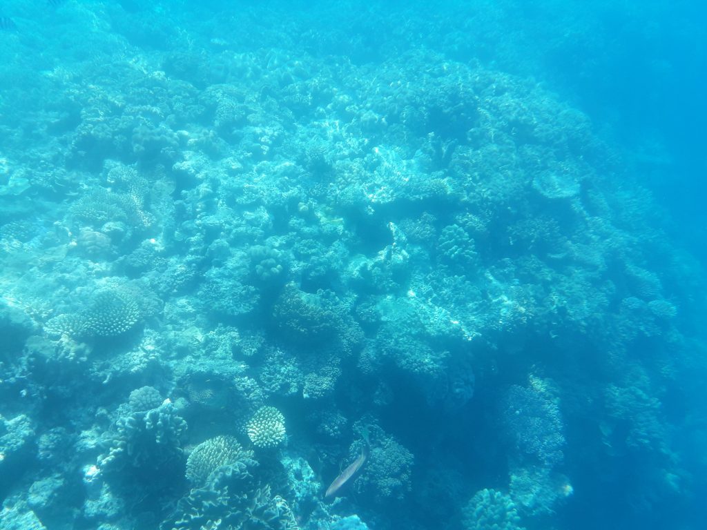 Marea Bariera de Corali
