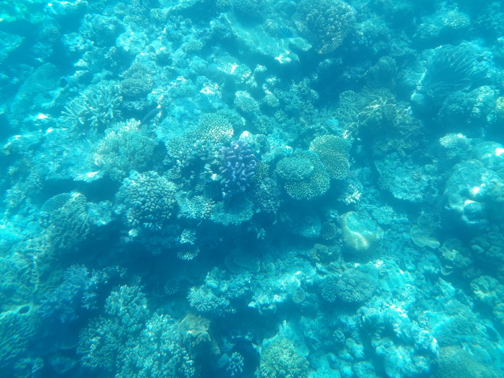 Corali in Australia