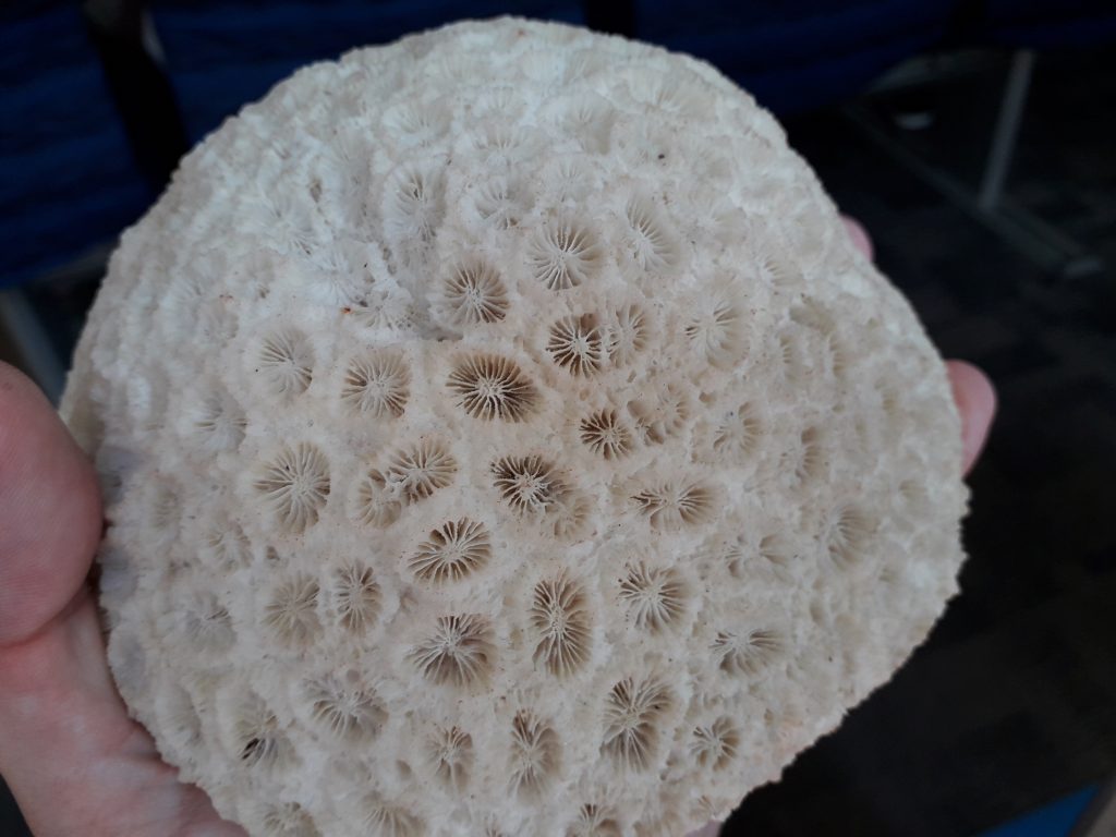 Coral mort
