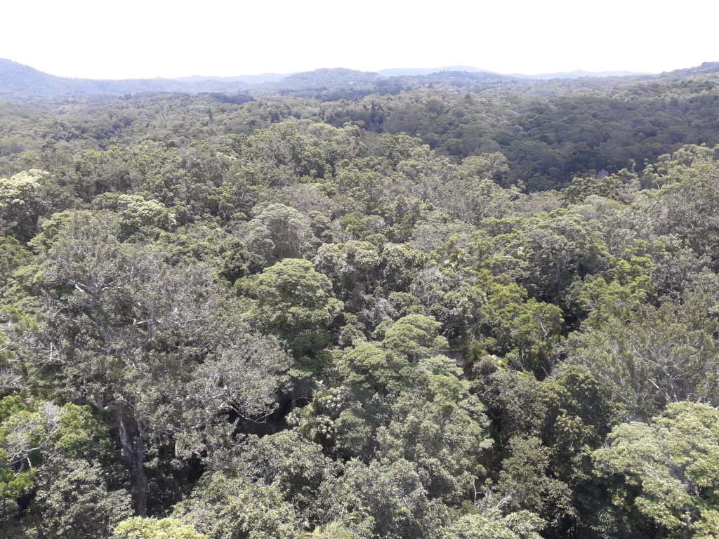 Padure tropicala din teleferic