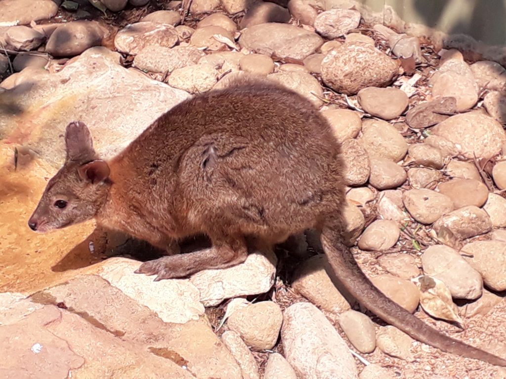 Wallaby