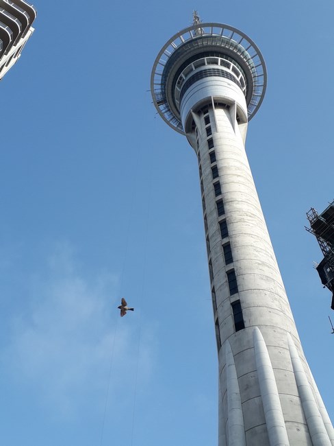 Auckland Sky Tower