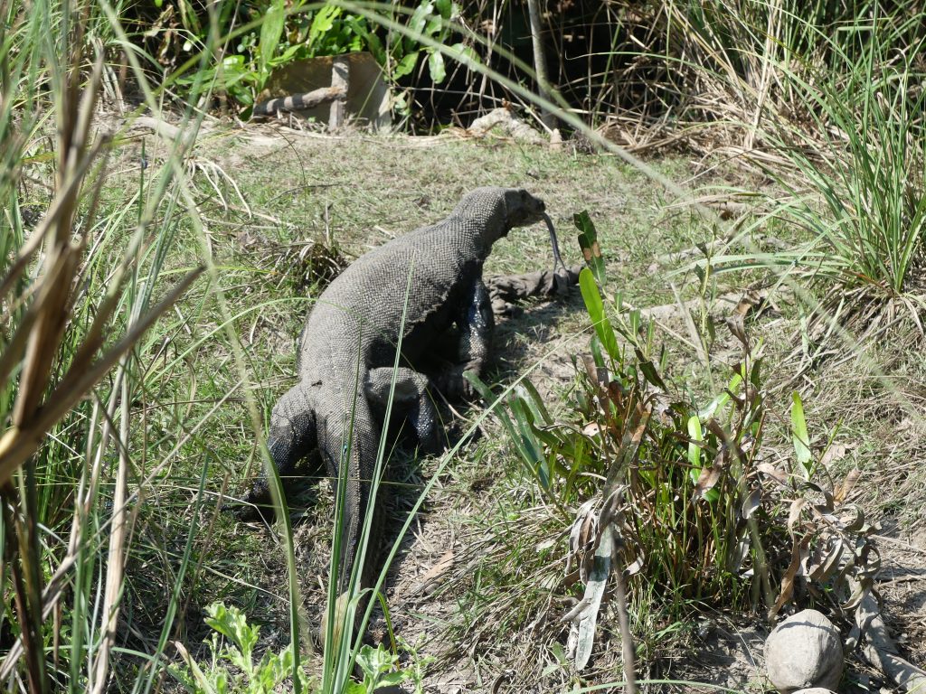 Monitor lizard