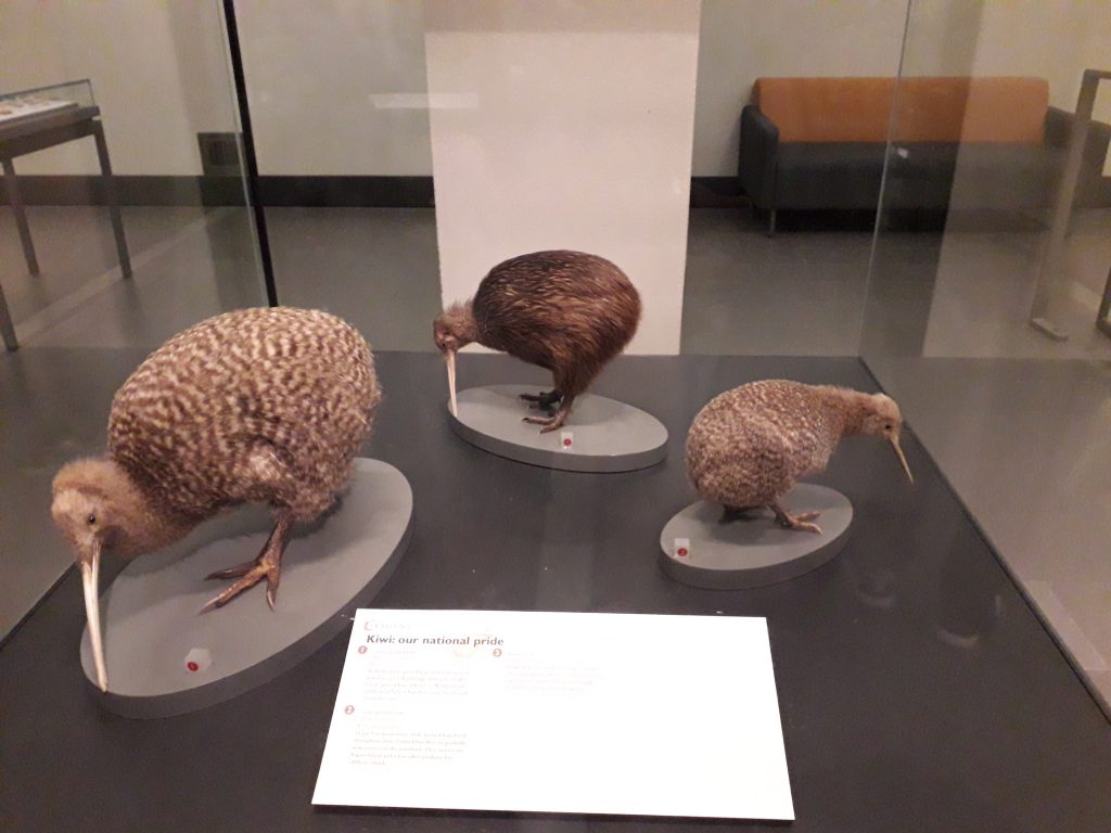 Auckland Museum pasarea kiwi