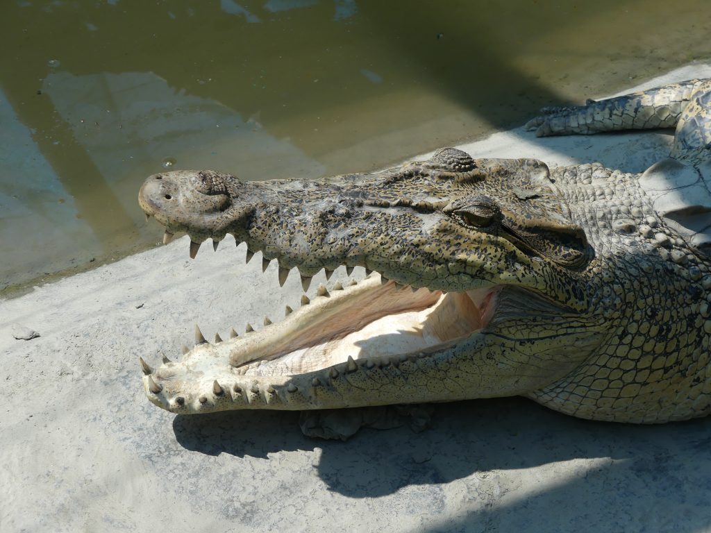 Crocodil