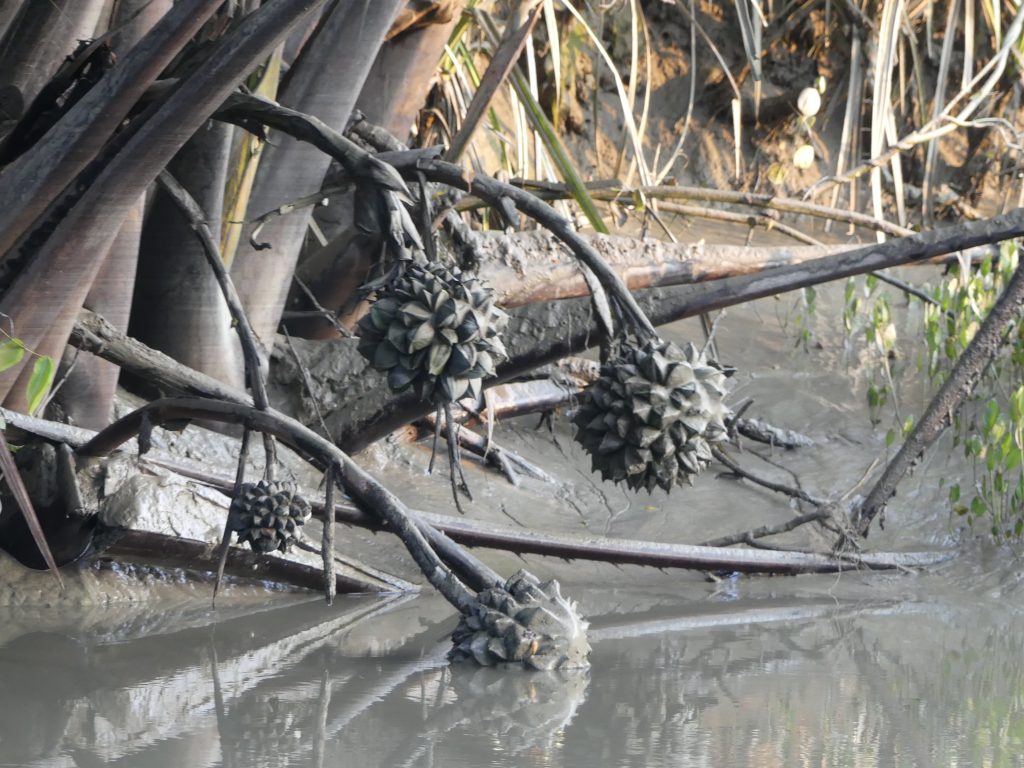 Sunderbans