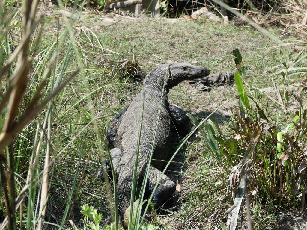 Monitor lizard