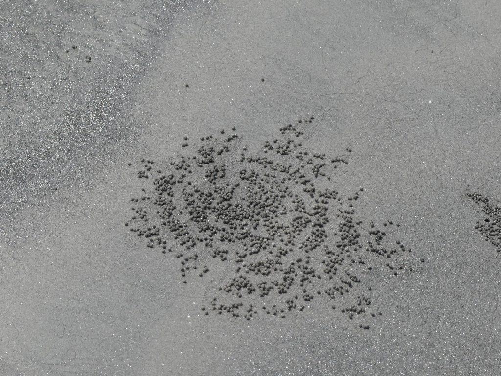 Desen de crab