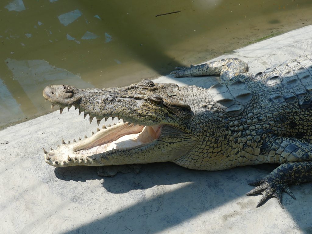 Crocodil Sunderbans
