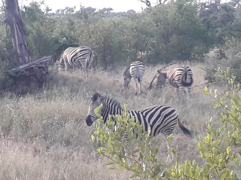 Zebre