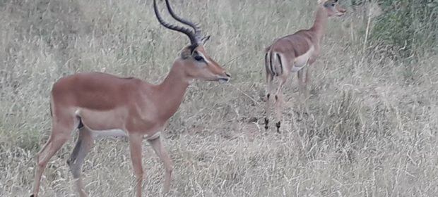 Antilope