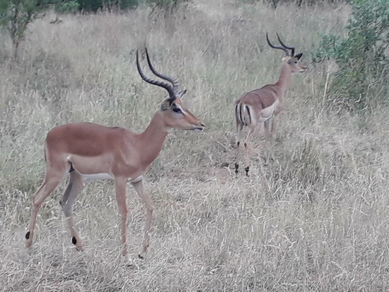 Antilope in Kruger Park