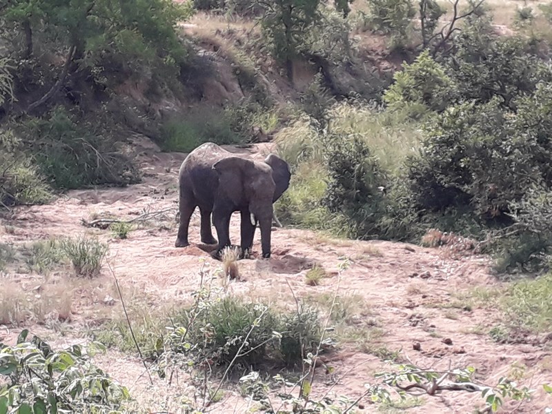 . Elefant