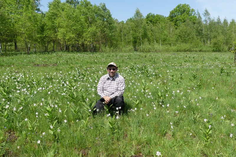 Poiana Narciselor Fagaras