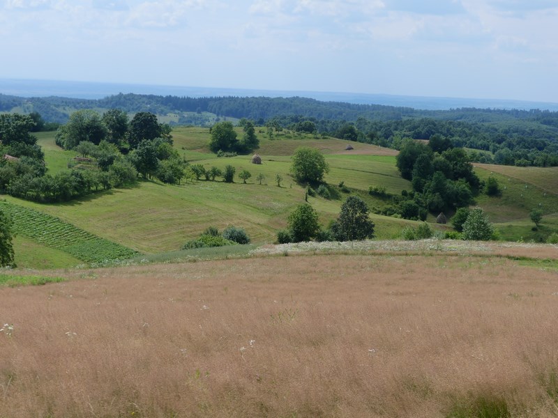 Runcuri