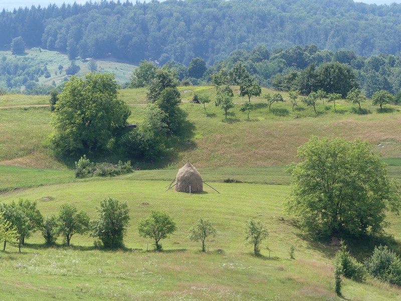 Runcuri Bihor